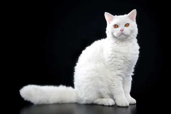 セルカーク レックス猫 — ストック写真