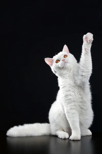 Селькіркський Рекс кішка — стокове фото