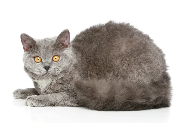Selkirk Rex breed cat on a white background — Stock Photo, Image