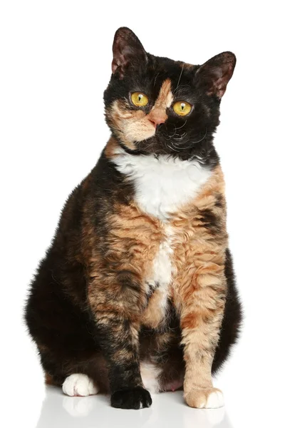 セルカーク レックス品種猫 — ストック写真