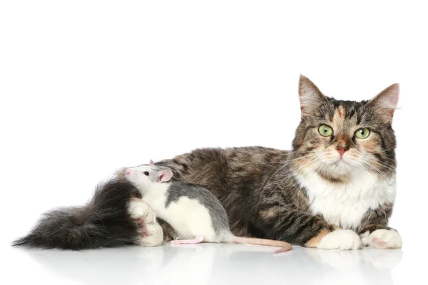 Gato y rata descansando sobre un fondo blanco — Foto de Stock