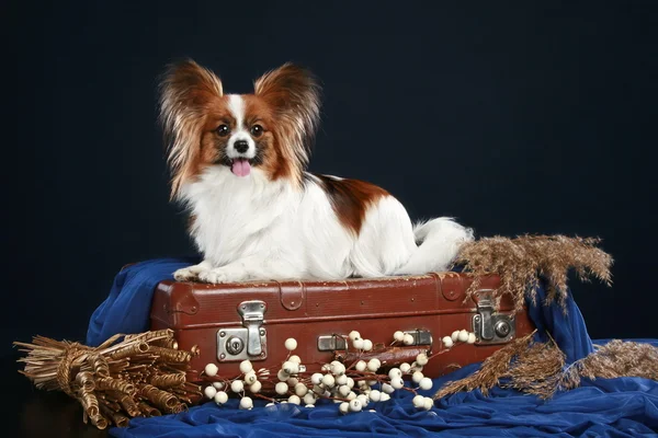 Папийонская собака лежит на чемодане — стоковое фото