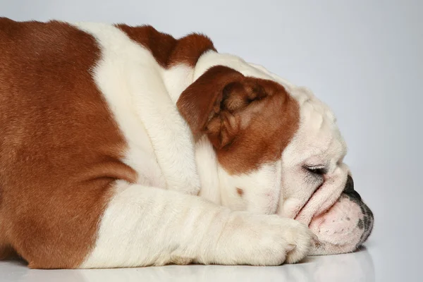 Inglês bulldog deitado no fundo cinza — Fotografia de Stock