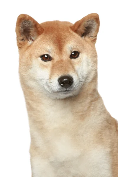 Shiba inu portrét na bílém pozadí — Stock fotografie