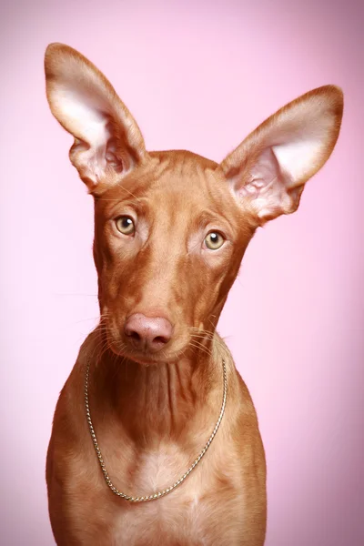 Pharaoh hound puppy on a pink background — Stock Photo, Image