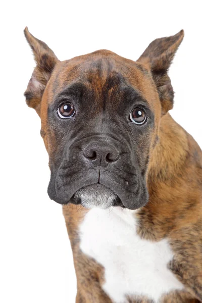 Boxer puppy on a white background — Stock Photo, Image