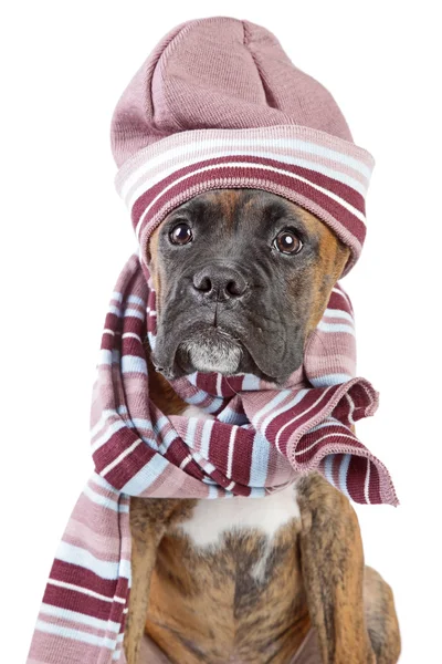 Alemania Boxer cachorro en sombrero caliente y bufanda —  Fotos de Stock