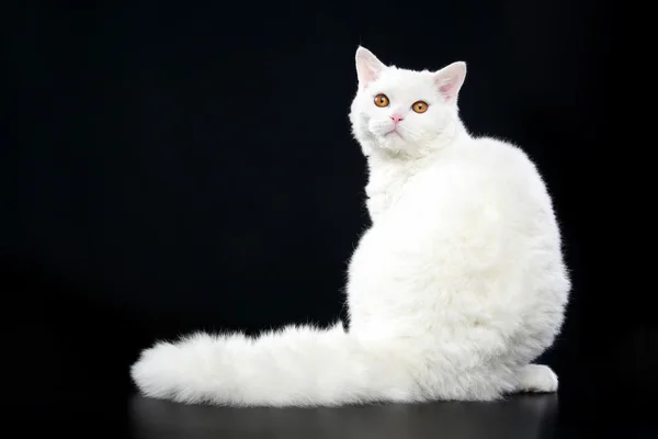 stock image Selkirk rex cat