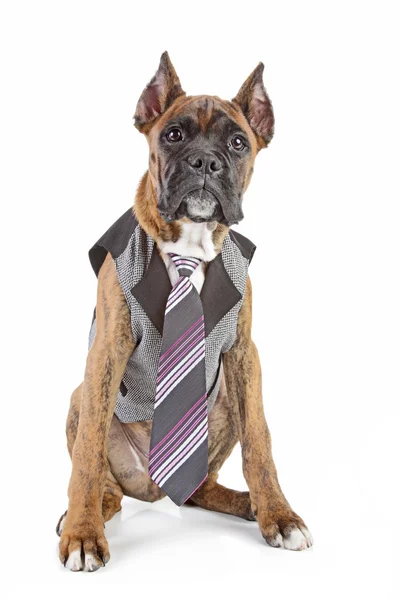 stock image Germany Boxer puppy in tie on a white background