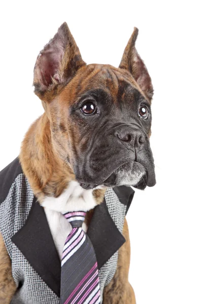 stock image Germany Boxer puppy in tie on a white background