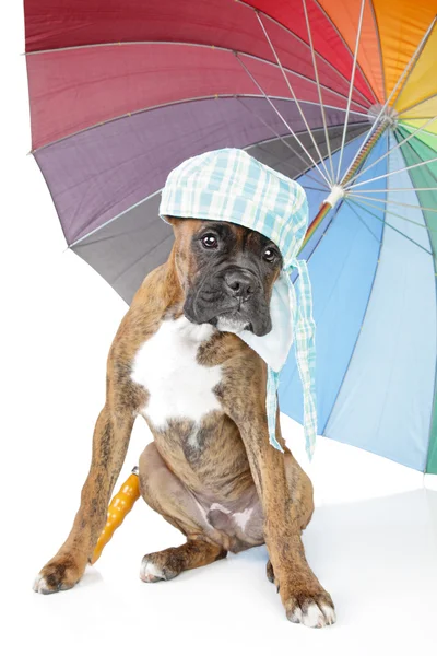 stock image Boxer puppy with umbrella on a white background