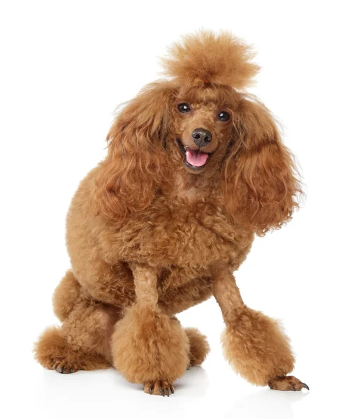 Red toy poodle puppy on white background — Stock Photo, Image