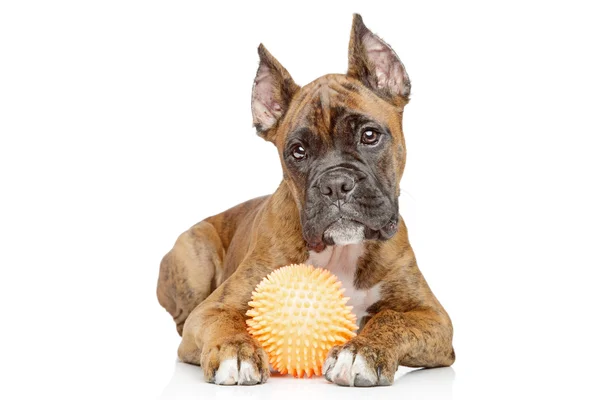 Alemanha Boxer puppy play sagacidade brinquedo — Fotografia de Stock