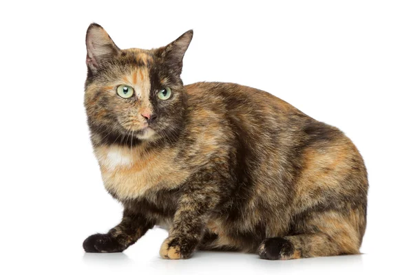 Tortoise-colored cat on a white background — Stock Photo, Image