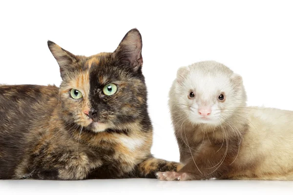 猫と白い背景の上のフェレット — ストック写真