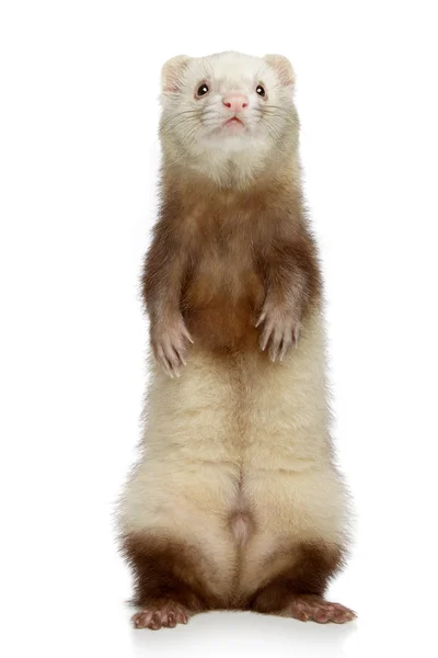 Ferret stands on its hind legs on a white background — Stock Photo, Image