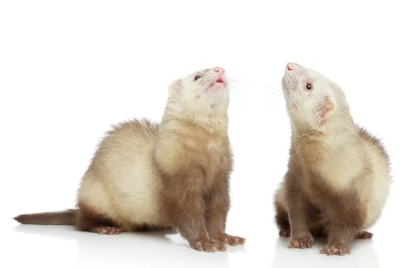 Two ferrets look up — Stock Photo, Image