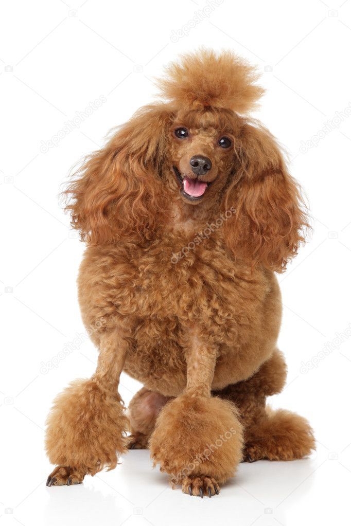 red toy poodle