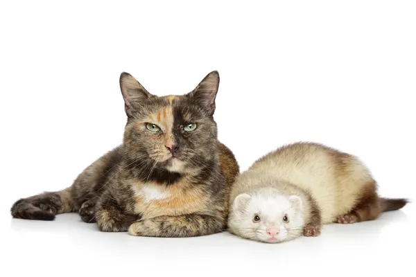 Кошка и хорек на белом фоне — стоковое фото