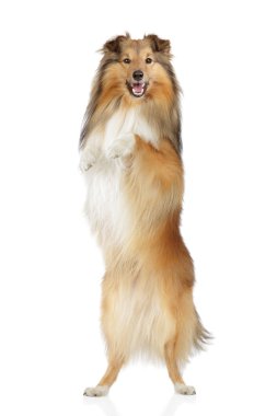 Shetland sheepdog on a white background clipart