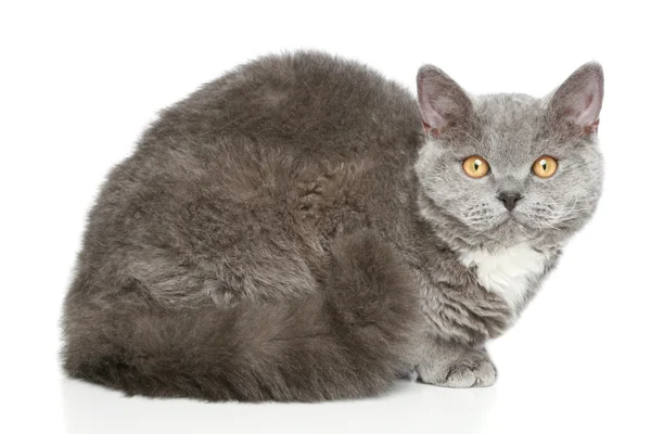 セルカーク レックス白い背景の上の猫 — ストック写真