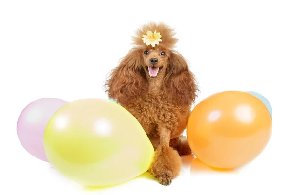 Oyuncak fino köpeği ile hava ile şişirilen balonlar — Stok fotoğraf