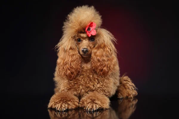 Kırmızı oyuncak kaniş köpek yavrusu — Stok fotoğraf
