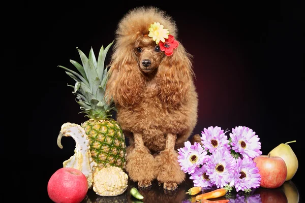 Brinquedo Poodle em frutas, contra um fundo escuro — Fotografia de Stock