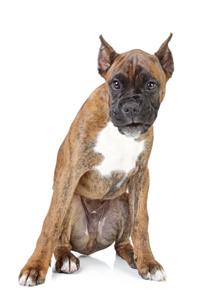 Боксер щенок на белом фоне — стоковое фото