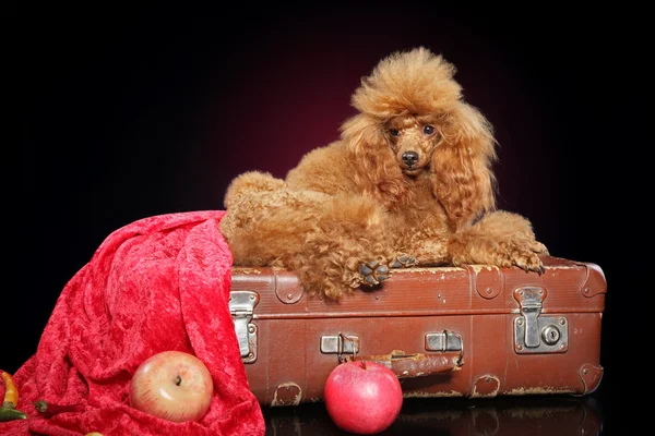 Poodle vermelho em um fundo escuro — Fotografia de Stock