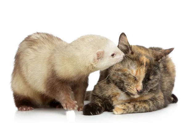 Gatto e furetto gioca su uno sfondo bianco — Foto Stock