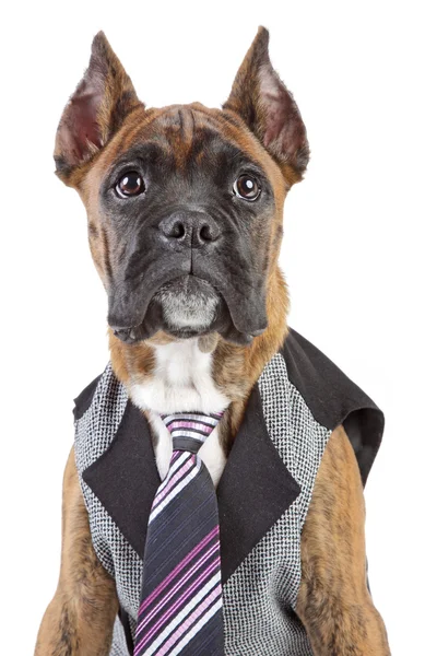 stock image Germany Boxer puppy in tie on a white background