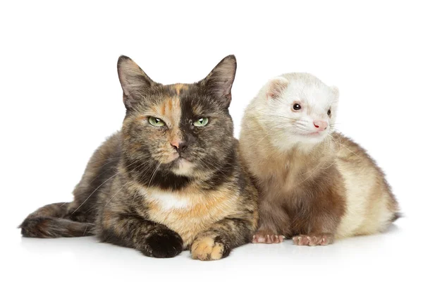 猫と白い背景の上のフェレット — ストック写真