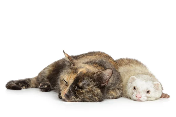 Gato y hurón sobre fondo blanco —  Fotos de Stock