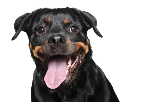 Rottweiler puro. Retrato de close-up — Fotografia de Stock