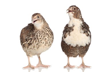 Two female quails on a white background clipart