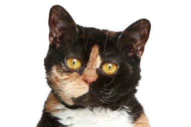 Selkirk rex breed cat. Close-up portrait clipart