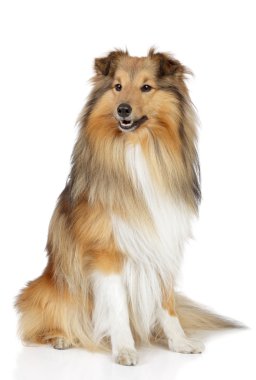 Shetland sheepdog on a white background clipart