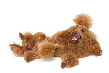 Red toy poodle puppy clipart