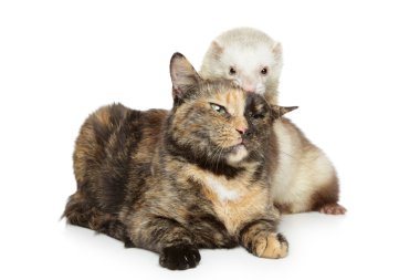 Cat and ferret plays on a white background clipart