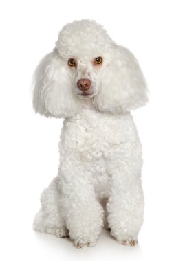 White Toy poodle clipart