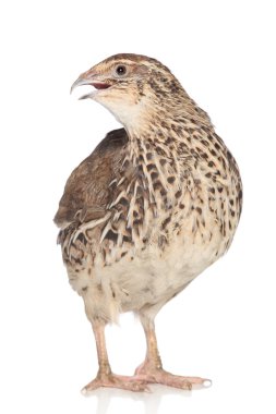 Quail isolated on white background clipart