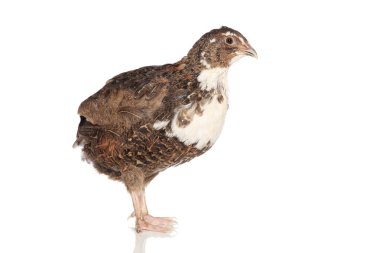 Female quail on a white background clipart