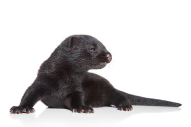 American Mink 1 month clipart