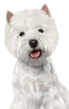 West Highland White Terrier clipart