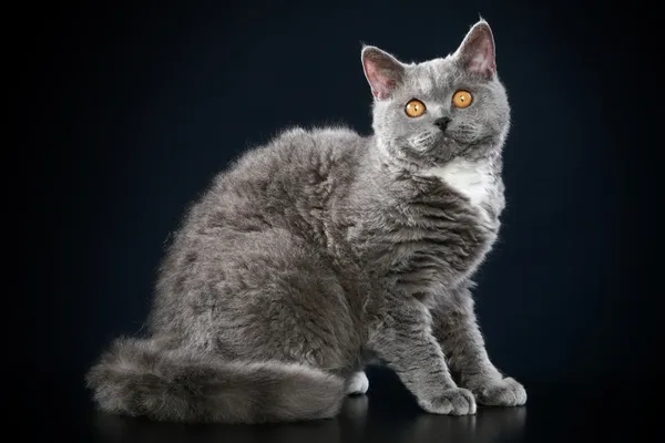 セルカーク レックス品種猫横になっています。 — ストック写真