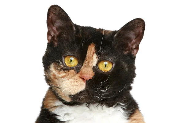 Selkirk rex breed cat. Close-up portrait — ストック写真