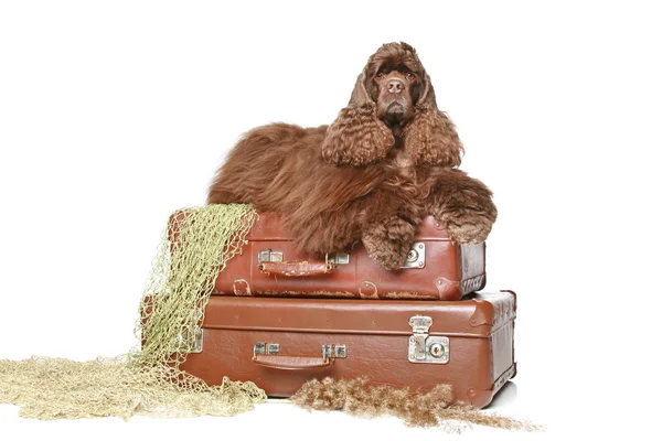 American cocker spaniel giace su valigie vintage — Foto Stock
