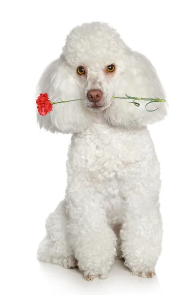 在白色背景上的玩具贵宾犬 — 图库照片