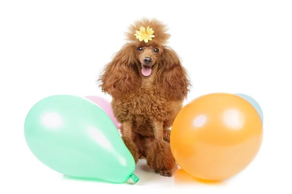 Toy poodle with inflatable balloons — Stock Photo, Image